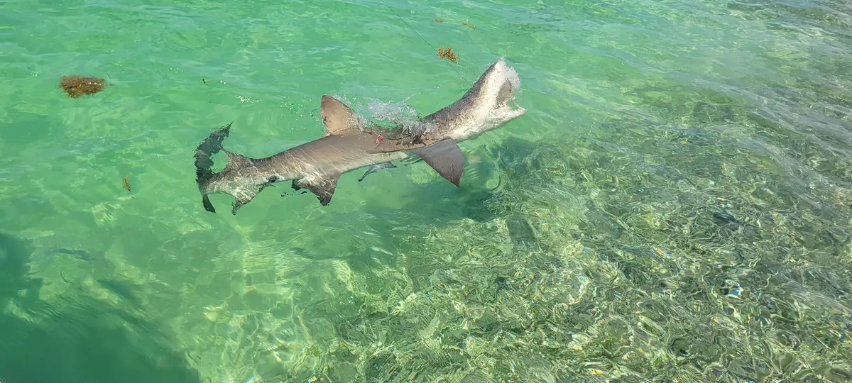 Blacktip shark swimming in the clear shallow waters of Biscayne Bay Miami Florida